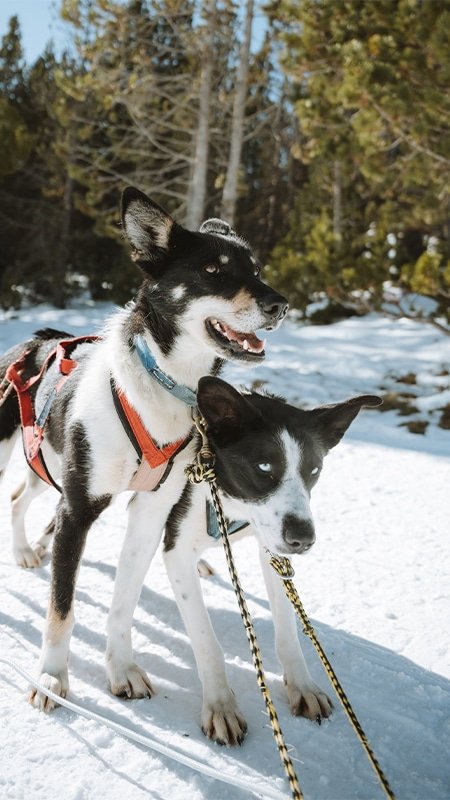 Mushing 02